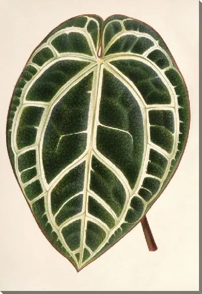 Картина Антуриум (1854-1896)