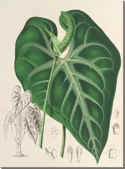 Картина Антуриум белоцветковый (1854-1896)