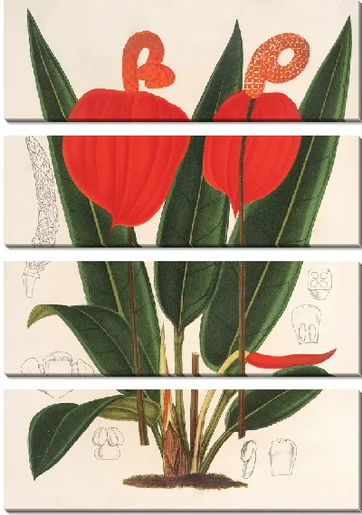 Картина Антуриум Шерзерианум (1854-1896)