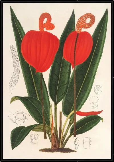 Картина Антуриум Шерзерианум (1854-1896)