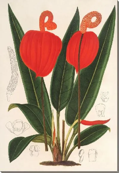 Картина Антуриум Шерзерианум (1854-1896)