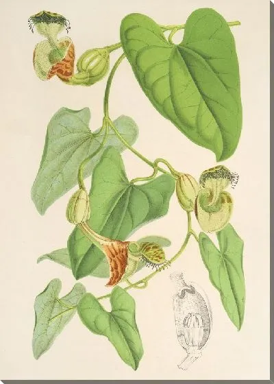 Картина Аристология Варвара (1854-1896)