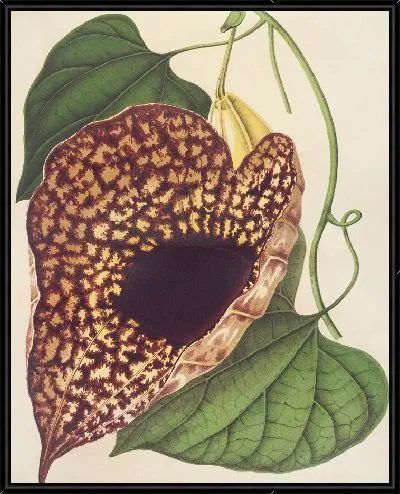 Картина Аристология Кордифлора (1854-1896)