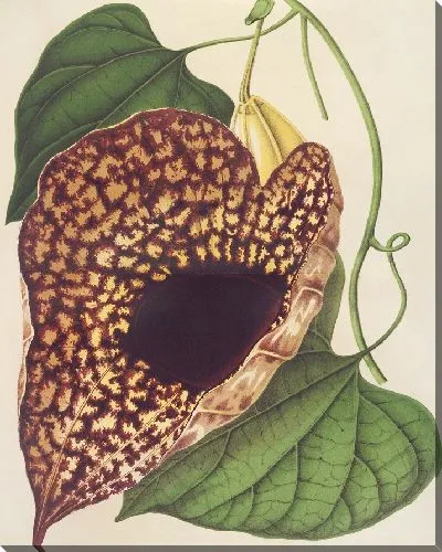 Картина Аристология Кордифлора (1854-1896)