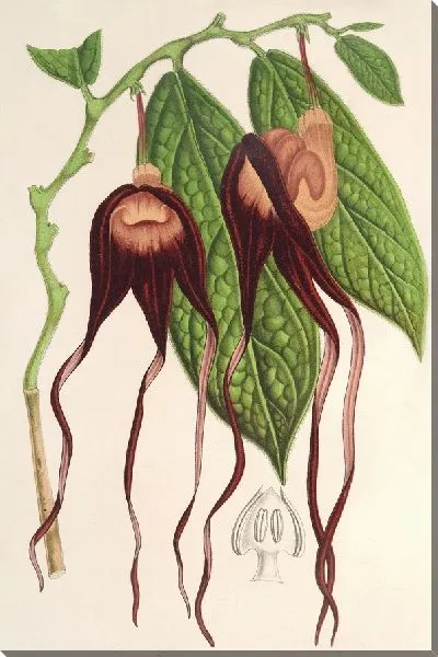 Картина Аристология трехмерная (1854-1896)