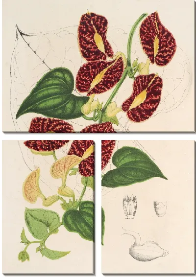 Картина Аристолохия обильноцветущая (1854-1896)