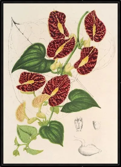 Картина Аристолохия обильноцветущая (1854-1896)