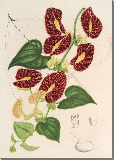 Картина Аристолохия обильноцветущая (1854-1896)