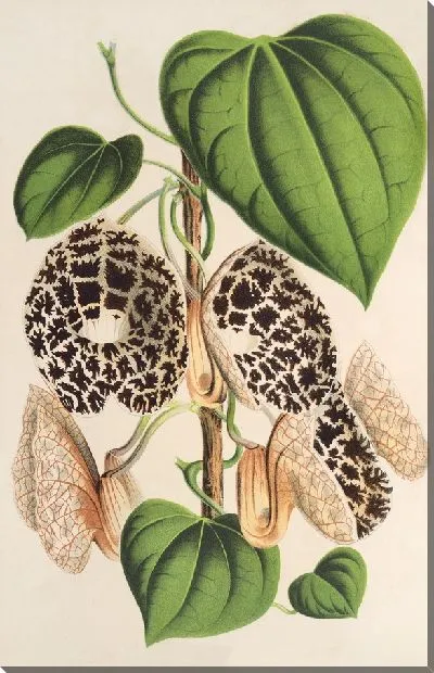 Картина Аристотель (1854-1896)