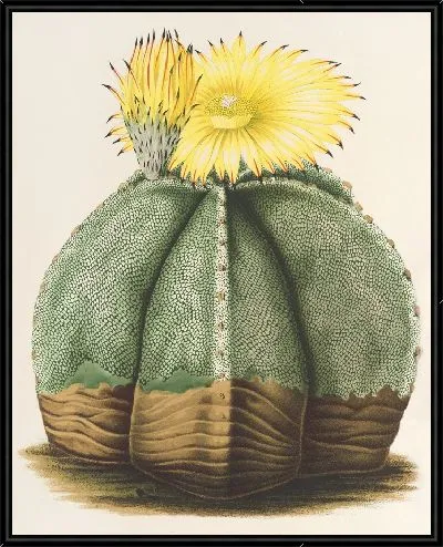 Картина Астрофитная мириостигма (1854-1896)