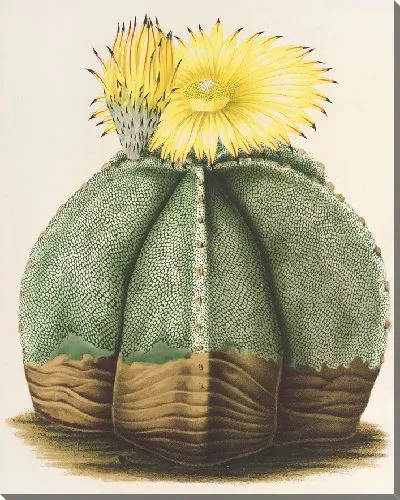 Картина Астрофитная мириостигма (1854-1896)