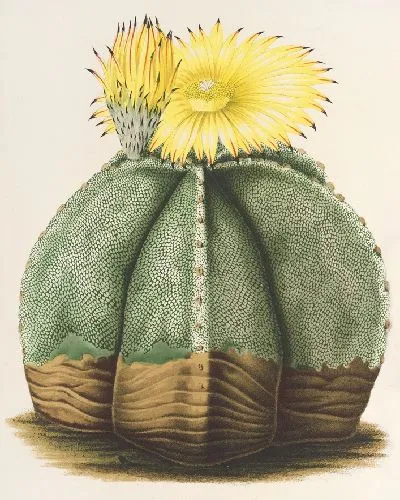 Картина Астрофитная мириостигма (1854-1896)
