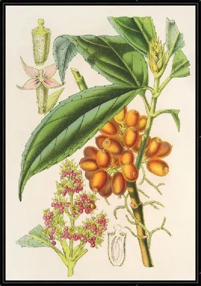 Картина Аукуба Бималайка (1854-1896)