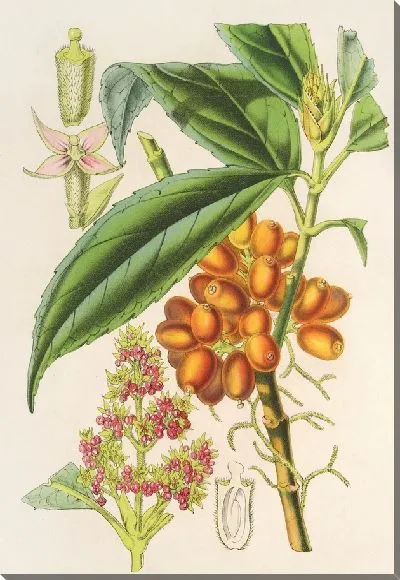 Картина Аукуба Бималайка (1854-1896)