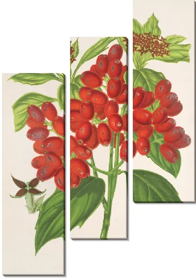 Картина Аукуба японская Thunb. ru фрукты (1854-1896)