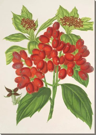 Картина Аукуба японская Thunb. ru фрукты (1854-1896)