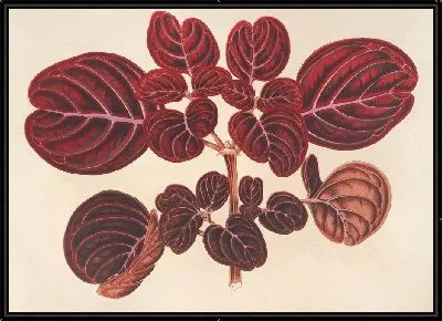 Ахирантес Вершаффельта (1854-1896)