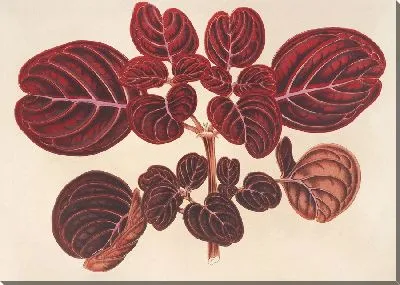 Ахирантес Вершаффельта (1854-1896)