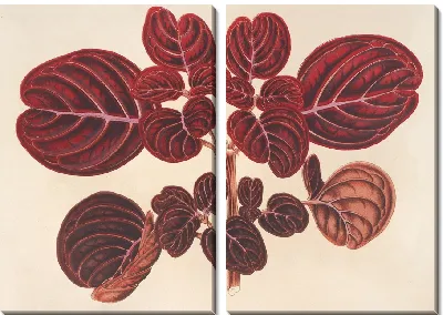 Ахирантес Вершаффельта (1854-1896)