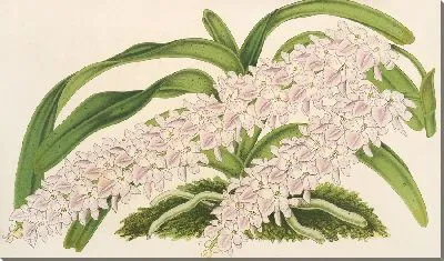 Картина Аэридес Лобби (1854–1896)