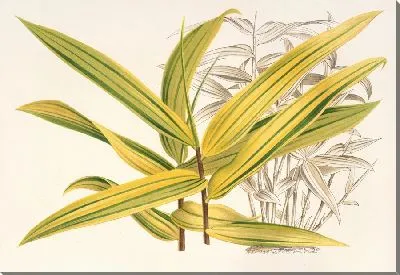 Картина Бамбуса вириди-полосатая (1854-1896)