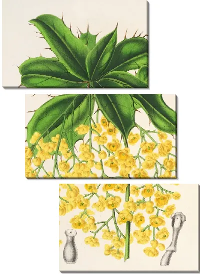 Картина Барбарис Джемсон (1854-1896)