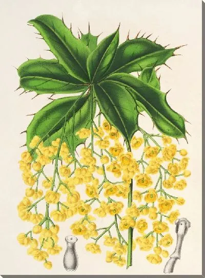 Картина Барбарис Джемсон (1854-1896)