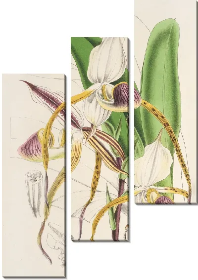 Картина Башмачок каменный (1854-1896)