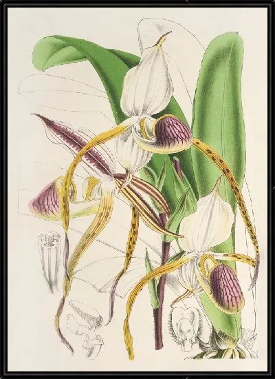 Картина Башмачок каменный (1854-1896)