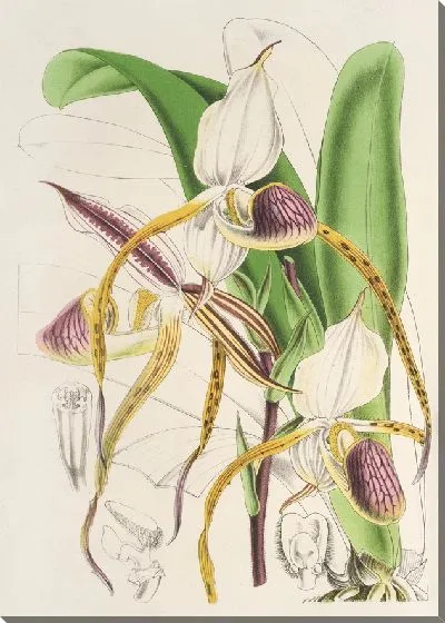 Картина Башмачок каменный (1854-1896)