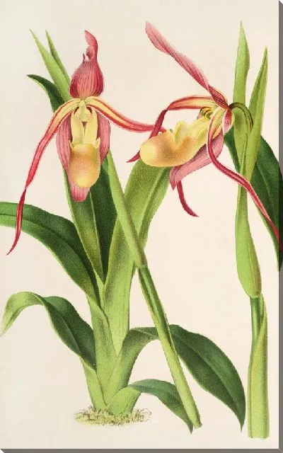 Картина Башмачок Роецли (1854-1896)