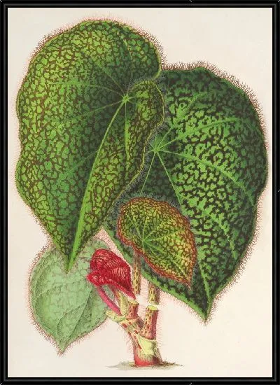 Картина Бегония 23 (1854-1896)