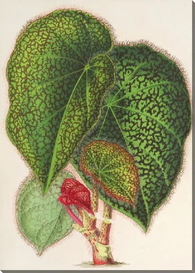 Картина Бегония 23 (1854-1896)