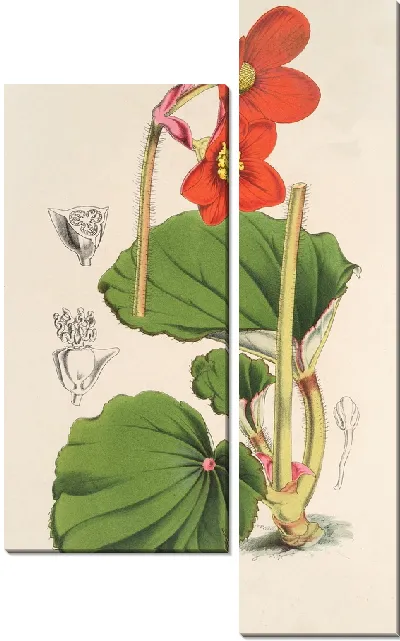 Картина Бегония Вейчии (1854-1896)
