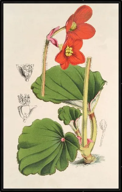 Картина Бегония Вейчии (1854-1896)