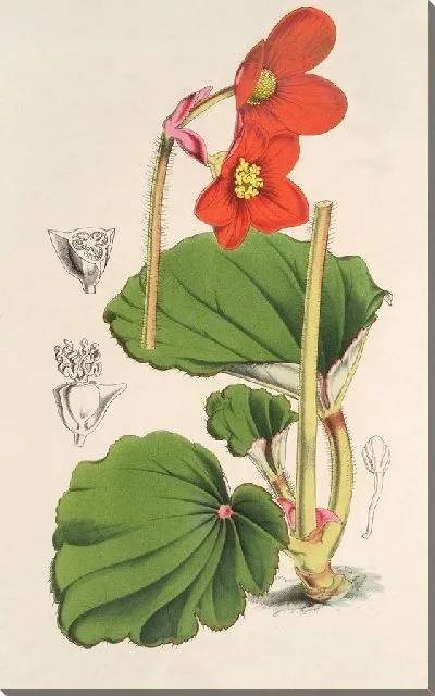 Картина Бегония Вейчии (1854-1896)