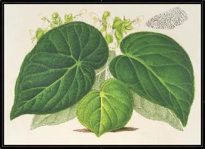 Картина Бегония императорская (вар. смарагдина) (1854-1896)