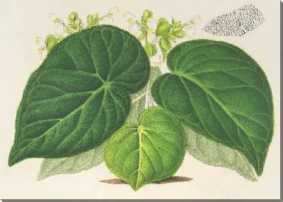 Картина Бегония императорская (вар. смарагдина) (1854-1896)