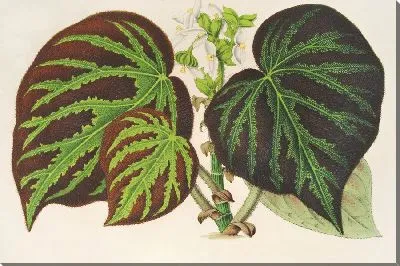 Картина Бегония империалис (тип} (1854-1896)