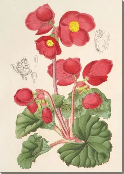 Картина Бегония розоцветковая (1854-1896)
