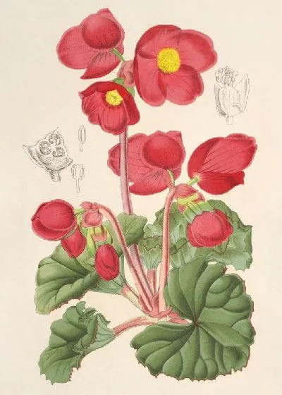 Картина Бегония розоцветковая (1854-1896)