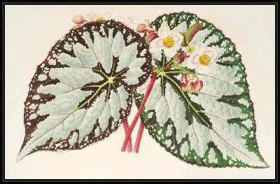Картина Бегония Чарльз Вагнер (1854-1896)