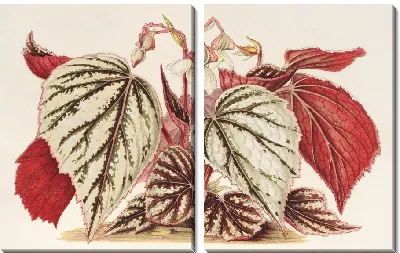 Картина Бегония эксимия (1854-1896)