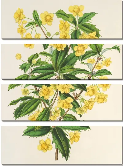 Картина Берберис Хукерии (1854-1896)