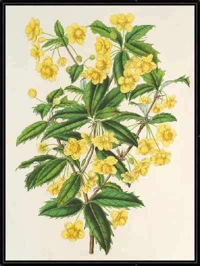 Картина Берберис Хукерии (1854-1896)