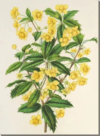 Картина Берберис Хукерии (1854-1896)
