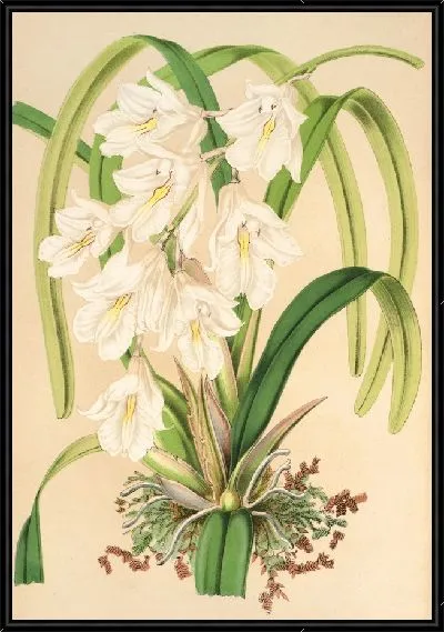 Картина Берлингтония венуста (1854-1896)