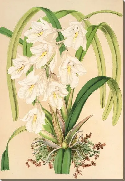 Картина Берлингтония венуста (1854-1896)