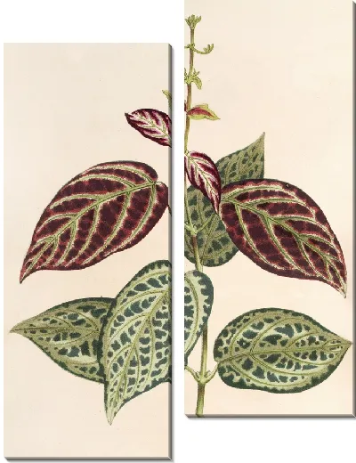 Картина Бигнония argyreo-violascens (1854-1896)
