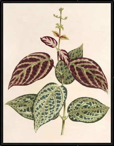 Картина Бигнония argyreo-violascens (1854-1896)